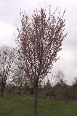 Prunus sargentii  'Rancho'